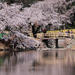 Private Custom Cherry Blossoms Tour by Chartered Vehicle