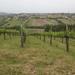 Full-Day Wine Tasting Tour in the Province of Avellino