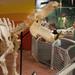 Skeletons: Animals Unveiled Museum Admission 