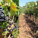 Private Wine Tasting Tour of Santa Ynez Valley