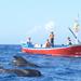 Whale & Dolphin Watching in Canary Islands