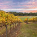 Yarra Valley Boutique Winery Tour from Melbourne