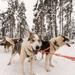 Husky Safari from Rovaniemi Including a Husky Sled Ride