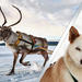 Lapland Reindeer and Husky Safari from Rovaniemi 