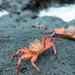 5-Day Galapagos Island Hopping Tour