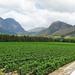 Franschhoek Winelands Guided Half-Day Tour from Cape Town