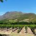 Stellenbosch Winelands Guided Half-Day Tour from Cape Town