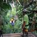 Belize City Shore Excursion: Canopy Zipline Tour