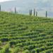 Monferrato Wine Tour