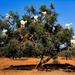 Private Tour: Essaouira Day Trip from Marrakech with Camel Ride