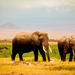 3-Day Amboseli Safari with Lake Nakuru on request