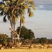 Victoria Falls and Hwange National Park Package