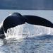 Hoonah Whale Watch Adventure