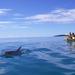 Kayak with Dolphins and 4WD Great Beach Drive Day Trip from Noosa