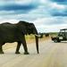 Kruger National Park Full-Day Safari from Hazyview