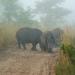 Kruger National Park Morning Game Drive from Hazyview