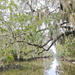 New Orleans Swamp Tour Boat Adventure