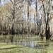 New Orleans Swamp Tour Boat Adventure With Pickup