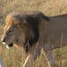 3 days 2 Nights Maasai Mara Safari