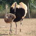 Ostrich Farm Visit in Mallorca