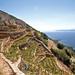 Private Tour: Peljesac Vineyards and Oyster Farms from Dubrovnik