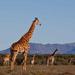 Private Safari And Cultural Day Tour from Pretoria