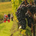 Brunello and Nobile Wine Lovers' Tour: Montalcino and Montepulciano