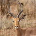 Private Tour: 2-Day Chalet Pilanesberg Safari from Johannesburg