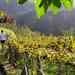 Madeira Wine Tour-Vineyards and Cellars