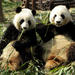 Private Day Tour: Dujiangyan Panda Base Volunteering from Chengdu 