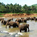 Private Day Tour: Gentle Giants Tour to Pinnawala Elephant Orphanage from Colombo