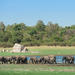 Private Tour: The Great Elephant Gathering Safari in Minneriya