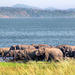 Private Tour: Yala National Park Safari