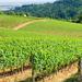 Luxury Group Wine Tour of Willamette Valley