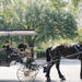Horse and Carriage Tour of Historic Savannah