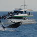 Morning or Afternoon Hervey Bay Whale-Watching Cruise