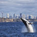 Sydney High-Speed Whale-Watching and Sightseeing Cruise