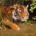 8-Day Private Golden Triangle Tour with a Ranthambore Wildlife Safari From Delhi