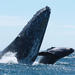 Up-Close Whale Watching Tour in Cabo San Lucas