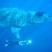 Whale Shark Encounter in Cabo San Lucas