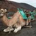 Camel Ride in the Dunes of Maspalomas
