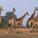 Private Shuttle Service from Johannesburg to Kruger National Park