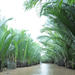 Private Tour: Rural Mekong Delta from Ho Chi Minh City 