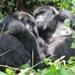 Gorilla Trekking and Wildlife Game Drives in Rwanda and Burundi