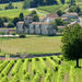 A day visiting traditional distilleries in the Heart of the vineyards of Cognac