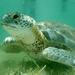Turtle Snorkeling and Magical Cenote Tour in Tulum