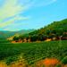 Napa Valley Wine Country Tour