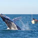 Whale Watching Expedition in Mazatlan