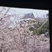 Cherry Blossom Day Trip to Wakayama Prefecture from Osaka