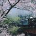 Day Trip to Experience the Steam Locomotive Train and Cherry Blossom Viewing from Tokyo